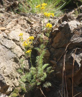 Séneçon à feuilles d'Adonis Jacobaea adonidifolia (Loisel.) Mérat, 1812