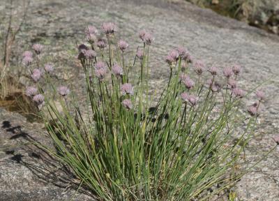 Civette, Ciboulette, Ciboule Allium schoenoprasum L., 1753