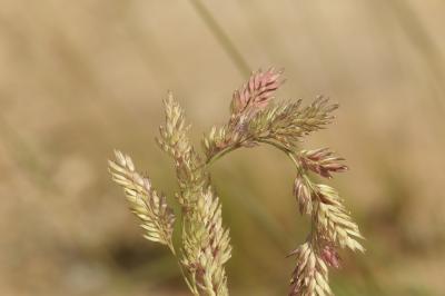 Baldingère faux-roseau, Fromenteau Phalaris arundinacea L., 1753