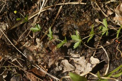 Potentille tormentille Potentilla erecta (L.) Raeusch., 1797