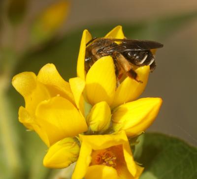  Macropis europaea Warncke, 1973