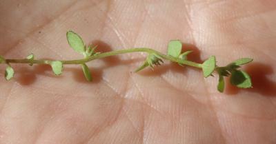 Centenille naine Lysimachia minima (L.) U.Manns & Anderb., 2009