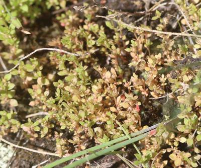 Centenille naine Lysimachia minima (L.) U.Manns & Anderb., 2009