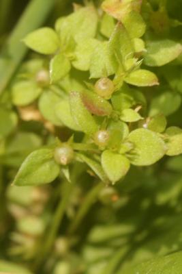 Centenille naine Lysimachia minima (L.) U.Manns & Anderb., 2009