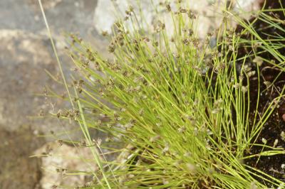 Scirpe sétacé, Isolépis sétacé Isolepis setacea (L.) R.Br., 1810