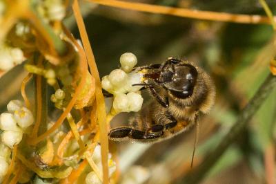 Abeille domestique, Abeille européenne, Abeille me Apis mellifera Linnaeus, 1758