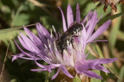  Megachile apicalis Spinola, 1808