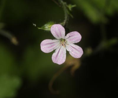 Herbe à Robert Geranium robertianum subsp. robertianum L., 1753