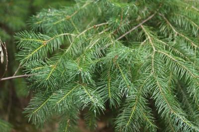 Sapin de Douglas, Pin de l'Orégon Pseudotsuga menziesii (Mirb.) Franco, 1950