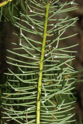 Sapin de Douglas, Pin de l'Orégon Pseudotsuga menziesii (Mirb.) Franco, 1950