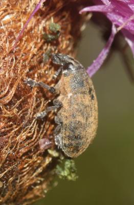  Larinus obtusus Gyllenhal, 1835