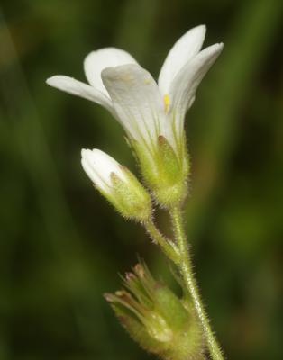 Saxifrage granulé, Herbe à la gravelle Saxifraga granulata L., 1753