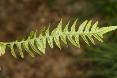 Réglisse des bois, Polypode vulgaire Polypodium vulgare L., 1753