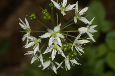 Ail des ours, Ail à larges feuilles Allium ursinum L., 1753