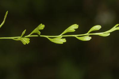 Doradille de Breyne, Doradille à feuilles alternes Asplenium x alternifolium Wulfen, 1781