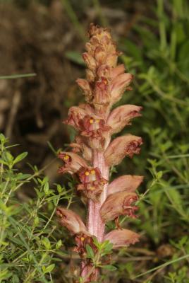 Orobanche des genêts, Orobanche du Genêt Orobanche rapum-genistae Thuill., 1799