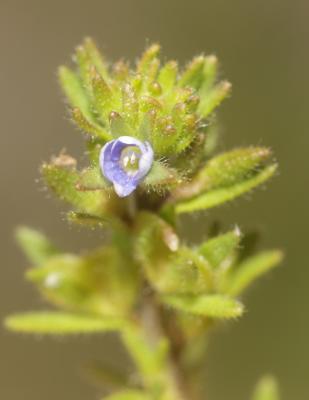 Véronique des champs, Velvote sauvage Veronica arvensis L., 1753