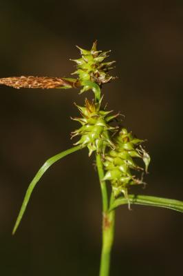 Laîche vert jaunâtre Carex demissa Vahl ex Hartm., 1808