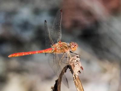 Sympétrum méridional (Le) Sympetrum meridionale (Selys, 1841)