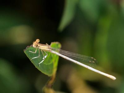 Agrion blanchâtre Platycnemis latipes Rambur, 1842