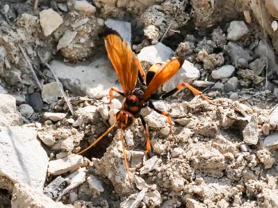  Cryptocheilus alternatus (Lepeletier, 1845)