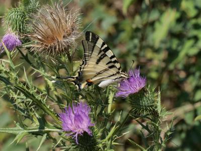 Flambé (Le) Iphiclides podalirius (Linnaeus, 1758)