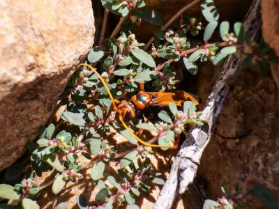  Cryptocheilus alternatus (Lepeletier, 1845)