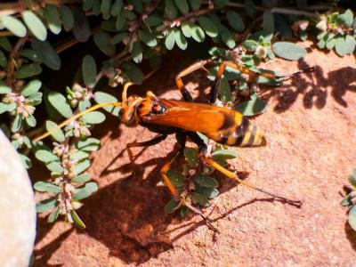  Cryptocheilus alternatus (Lepeletier, 1845)