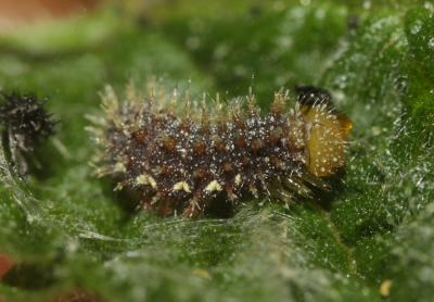 Vulcain (Le), Amiral (L'), Vanesse Vulcain (La), C Vanessa atalanta (Linnaeus, 1758)