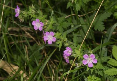 Géranium des bois, Pied-de-perdrix Geranium sylvaticum L., 1753