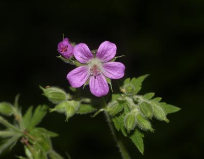 Géranium des bois, Pied-de-perdrix Geranium sylvaticum L., 1753