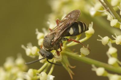  Brachystegus scalaris (Illiger, 1807)