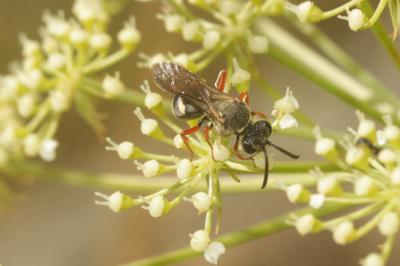  Brachystegus scalaris (Illiger, 1807)