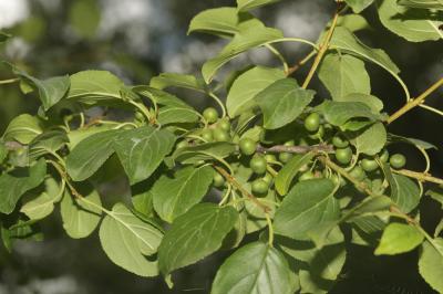 Nerprun purgatif Rhamnus cathartica L., 1753