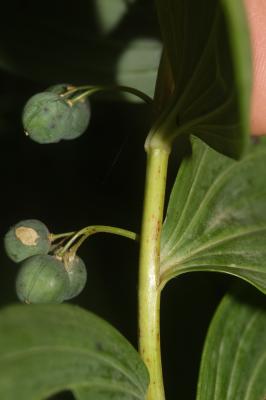 Sceau de Salomon multiflore, Polygonate multiflore Polygonatum multiflorum (L.) All., 1785