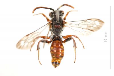  Nomada sanguinea Smith, 1854