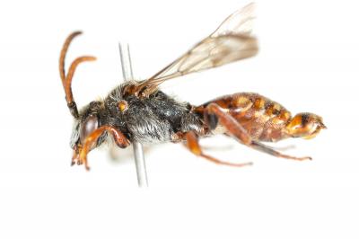  Nomada sanguinea Smith, 1854