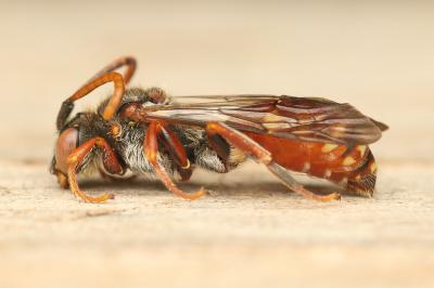  Nomada sanguinea Smith, 1854