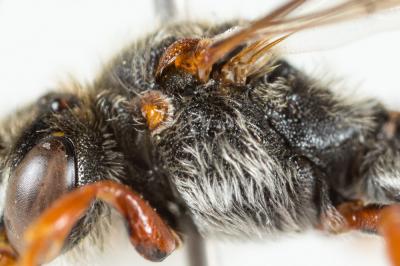  Nomada sanguinea Smith, 1854