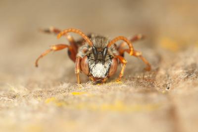  Nomada sanguinea Smith, 1854