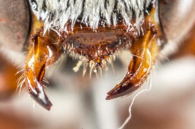  Nomada sanguinea Smith, 1854