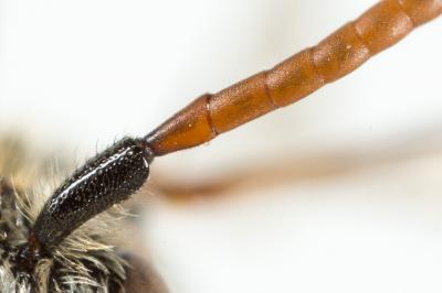  Nomada sanguinea Smith, 1854