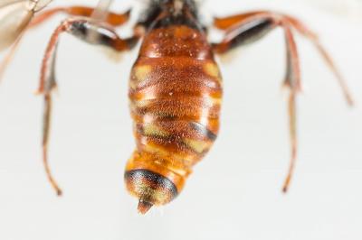  Nomada sanguinea Smith, 1854