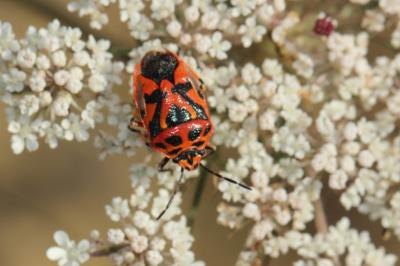  Eurydema ornata (Linnaeus, 1758)