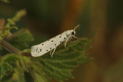  Yponomeuta Latreille, 1796