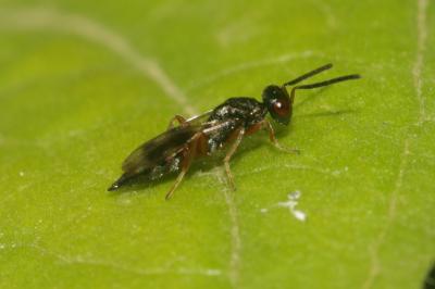  Cheiropachus quadrum (Fabricius, 1787)