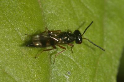  Cheiropachus quadrum (Fabricius, 1787)