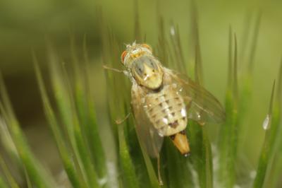  Terellia longicauda (Meigen, 1838)