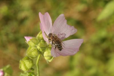 Abeille domestique, Abeille européenne, Abeille me Apis mellifera Linnaeus, 1758