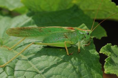 Grande Sauterelle verte, Sauterelle verte (des pré Tettigonia viridissima (Linnaeus, 1758)